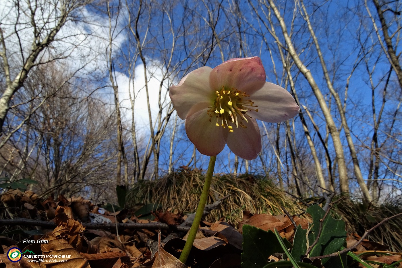 35 Elleboro in fiore.JPG